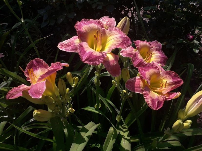  - Hemerocallis 2019