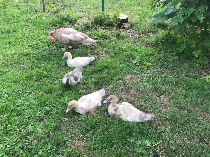  - Tineret rate lesesti 2019