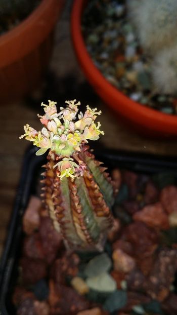  - cactusi 2019