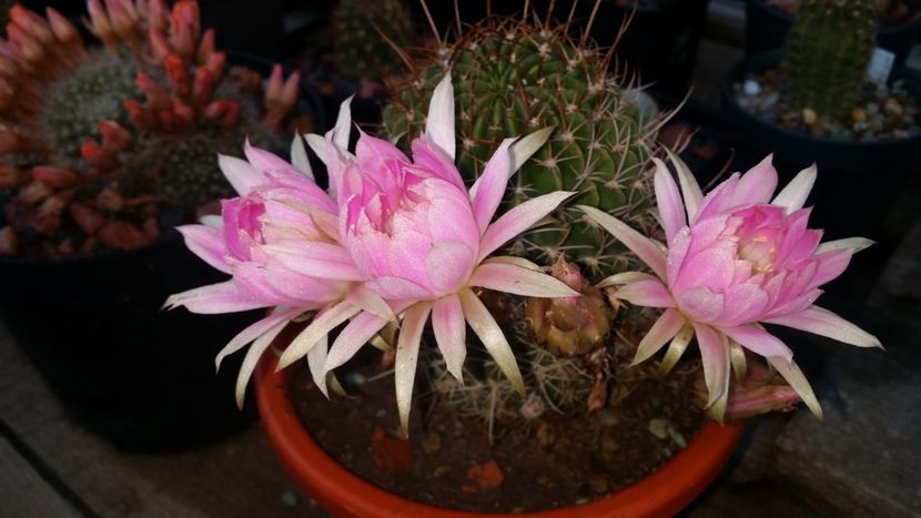  - cactusi 2019