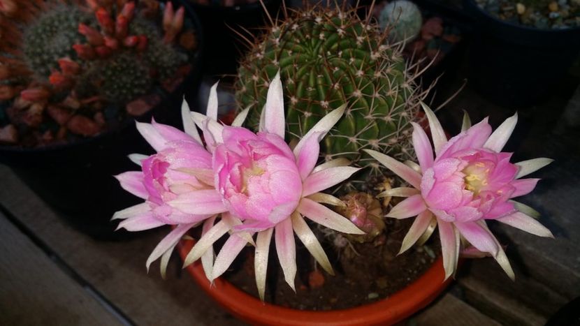  - cactusi 2019
