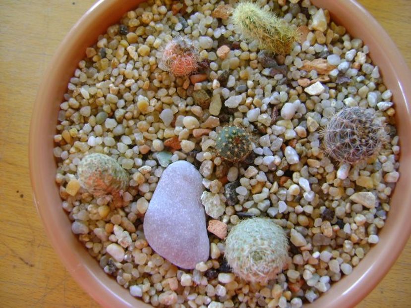 Grup de 6 cactusi - Cactusi 2018 final de an