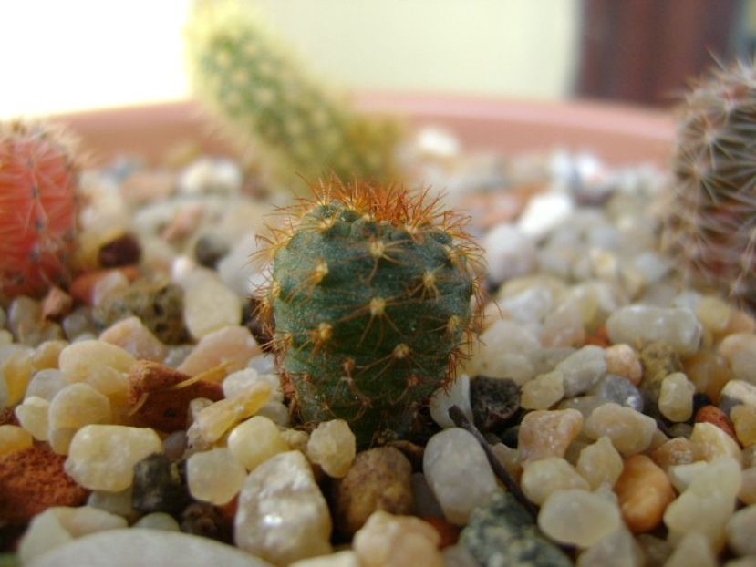 Frailea pumila f. rubrispina - Cactusi 2018 final de an