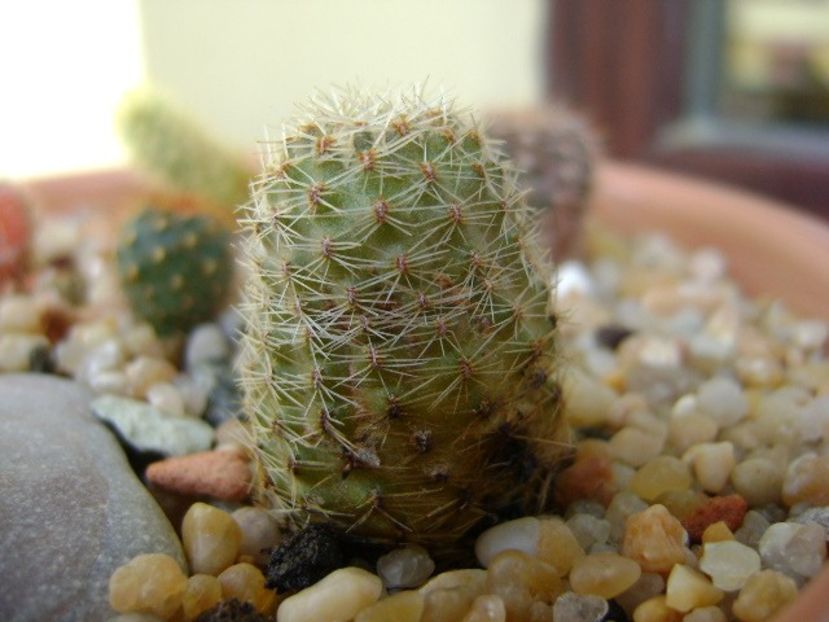 Mediolobivia eucalyptana - Cactusi 2018 final de an