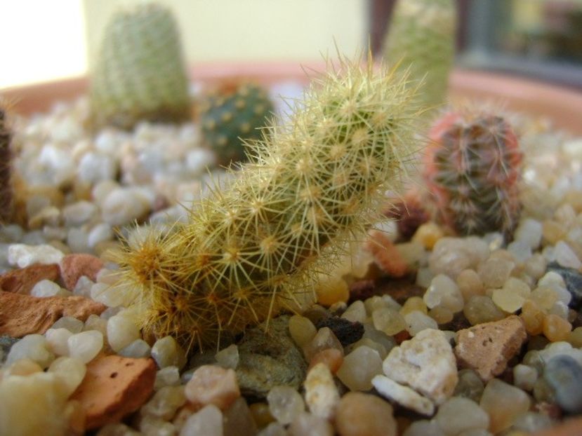Acharagma roseanum v. galeanensis, Galeana, Nuevo León, Mx - Cactusi 2018 final de an
