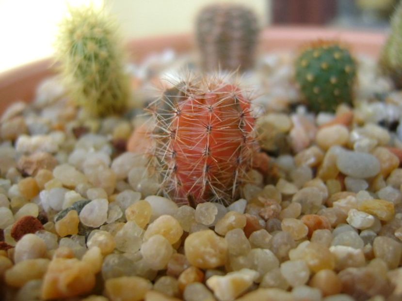 Echinopsis sp. variegata - Cactusi 2018 final de an