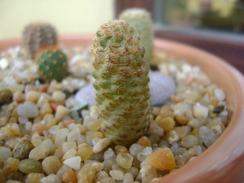 Mediolobivia mudanensis - Cactusi 2018 final de an