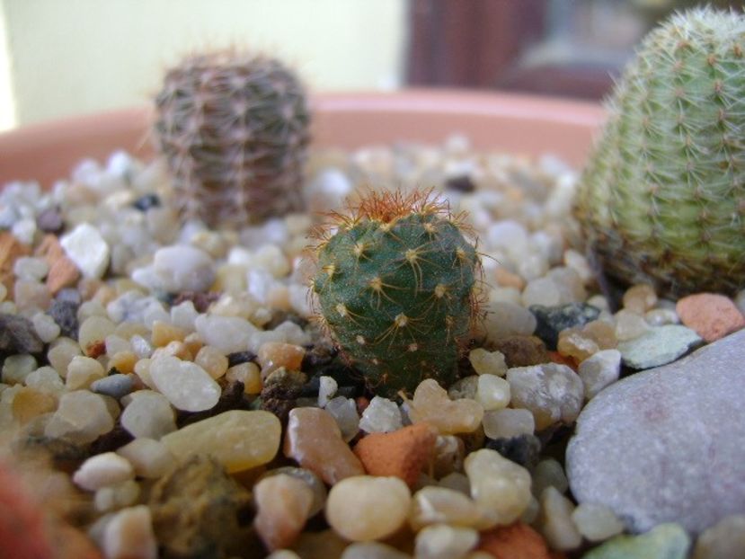 Frailea pumila f. rubrispina - Cactusi 2018 final de an