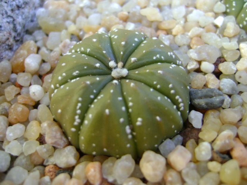 Astrophytum asterias hb. - Cactusi 2018 final de an