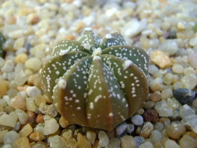 Astrophytum asterias hb. - Cactusi 2018 final de an