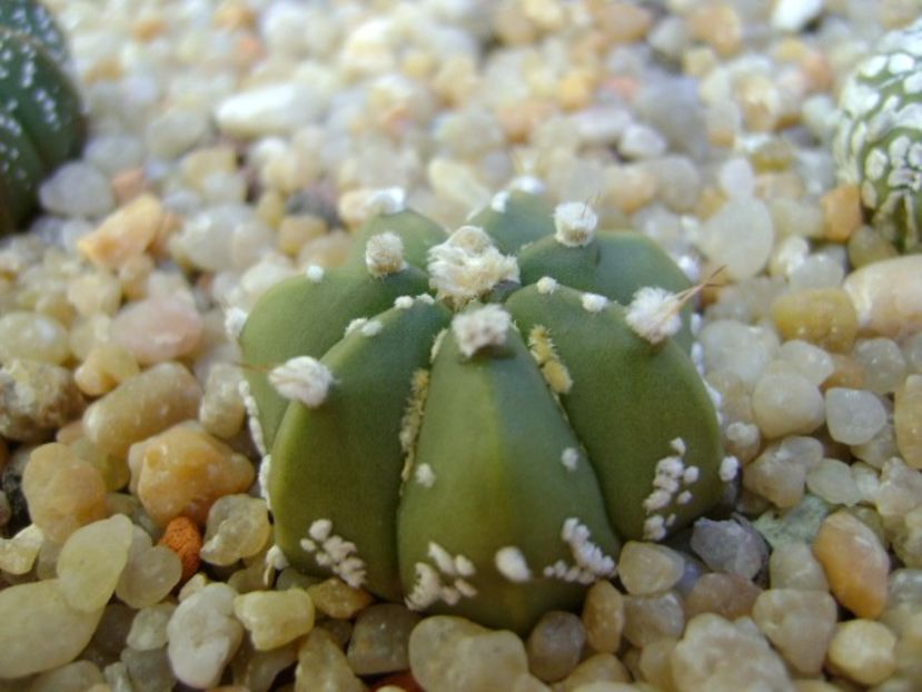Astrophytum asterias hb. - Cactusi 2018 final de an