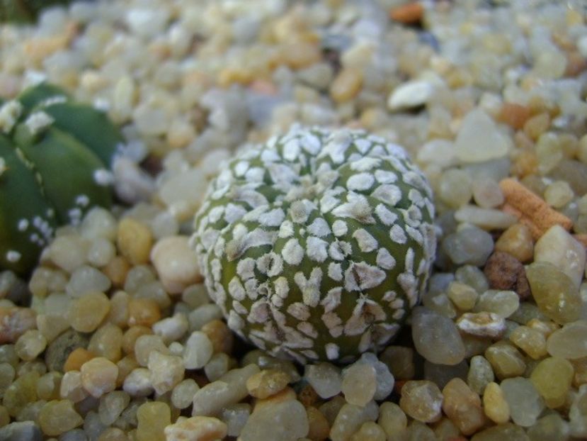 Astrophytum asterias cv. Super Kabuto - Cactusi 2018 final de an