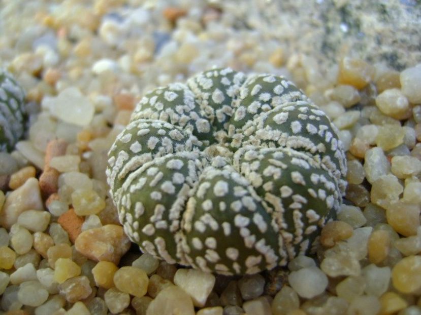 Astrophytum asterias cv. Super Kabuto - Cactusi 2018 final de an