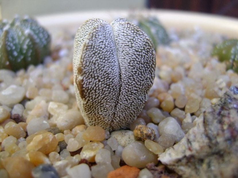 Astrophytum myriostigma cv. Onzuka - Cactusi 2018 final de an
