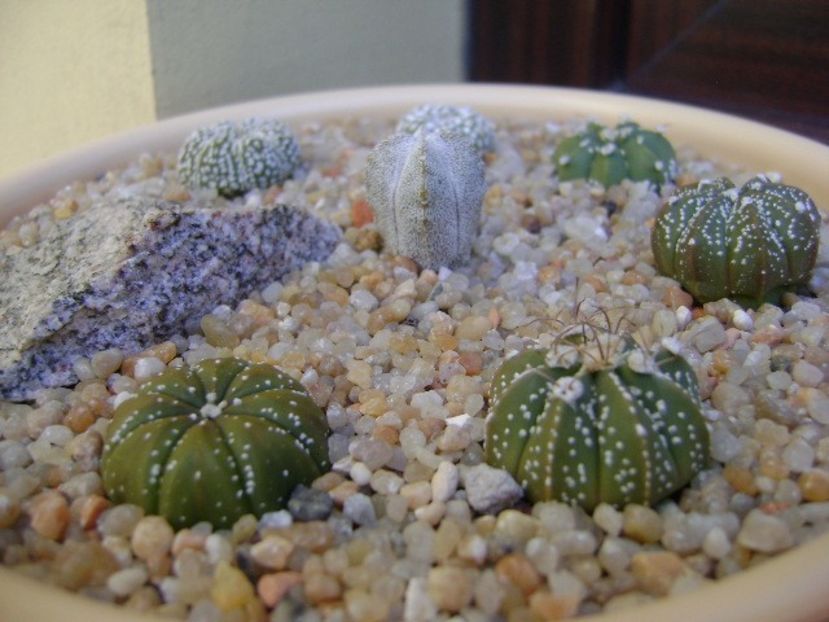 Grup de 7 Astrophytum - Cactusi 2018 final de an