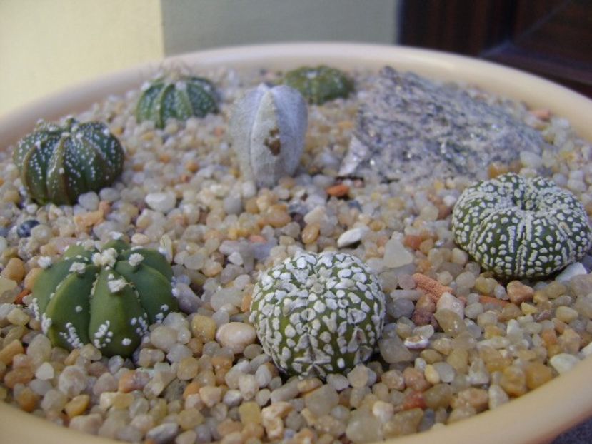 Grup de 7 Astrophytum - Cactusi 2018 final de an