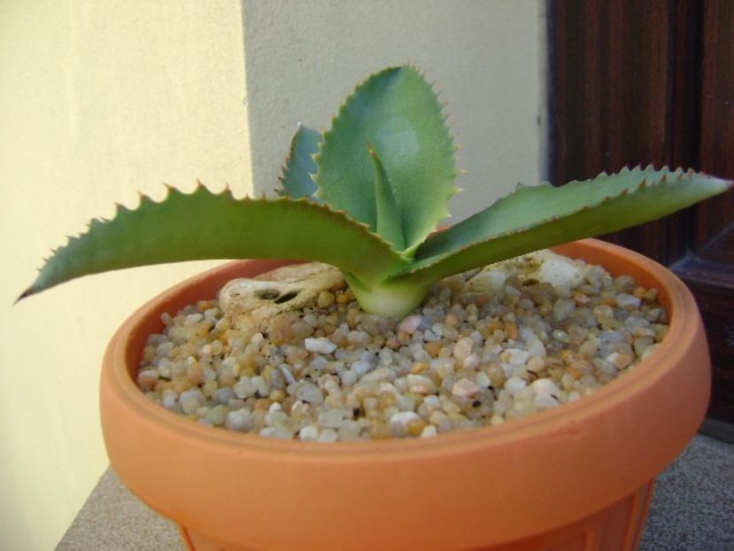 Agave gypsophila - Agave si Yucca 2019