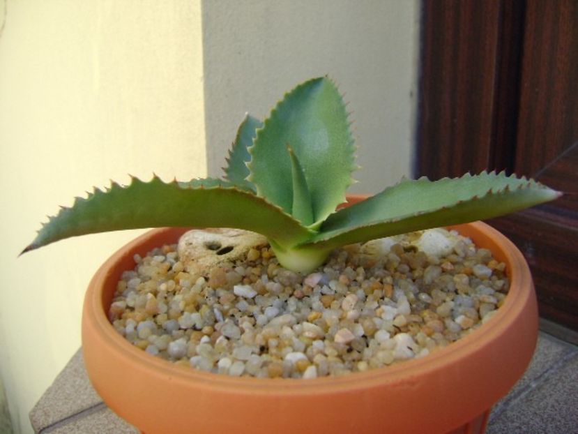 Agave gypsophila - Agave si Yucca 2019