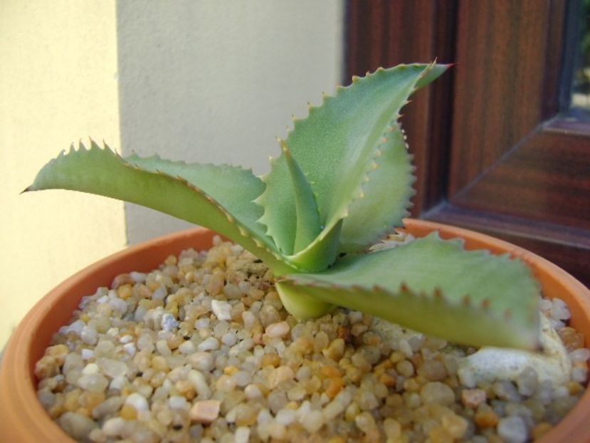 Agave gypsophila - Agave si Yucca 2019