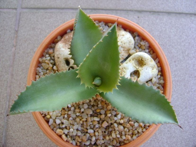Agave gypsophila - Agave si Yucca 2019