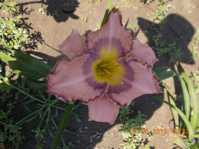 T-Mt-r1,3-create your dream - HEMEROCALLISI-2019