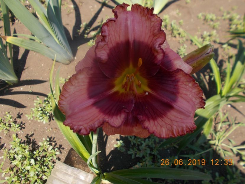 Sr-r2,12dan mahoney-15 - HEMEROCALLISI DISPONIBILI-2023