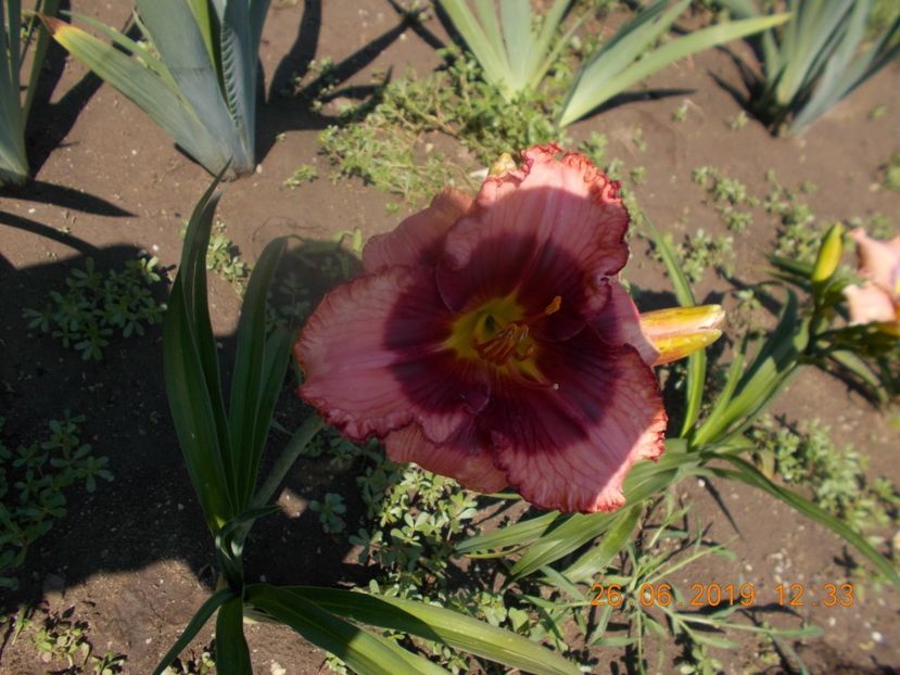  - HEMEROCALLISI-2019