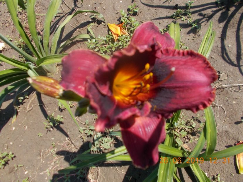 T-Nin-R6,2-Wianah double purple - HEMEROCALLISI-2019