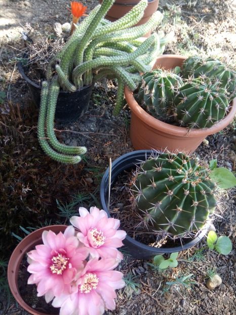  - Cactusi 2015-2020