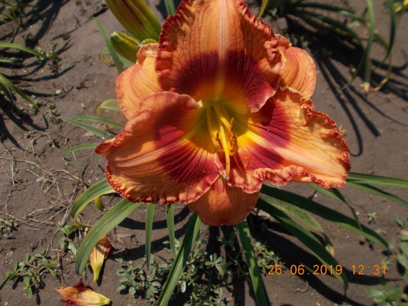 T-NIN-r6,3-fox  hunter - HEMEROCALLISI-2019