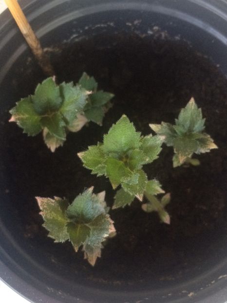 Alter Ego 26.06.2019 - Albicioșii