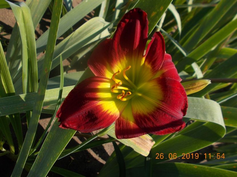 Sr-r1,8-chrismas-12 - HEMEROCALLISI DISPONIBILI-2023