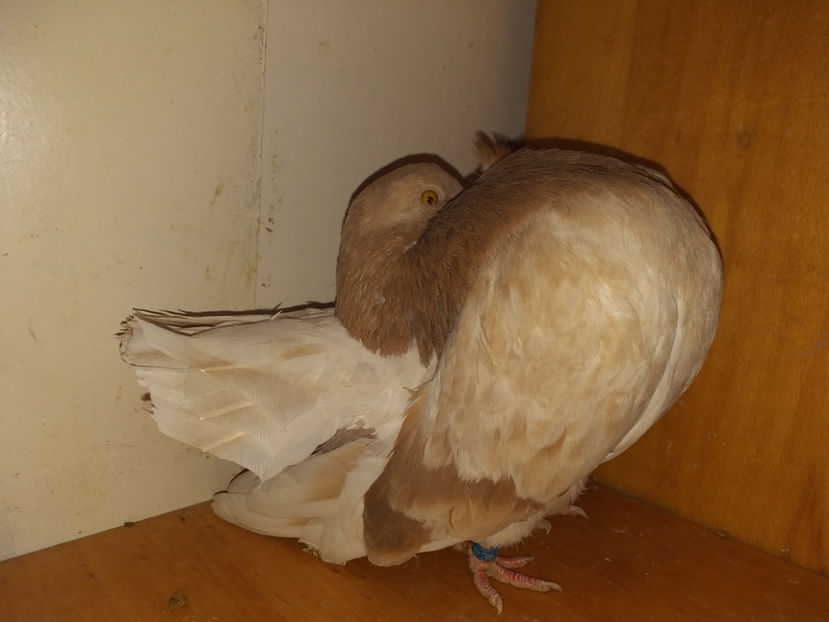 M 2018 - Porumbei  vinduti