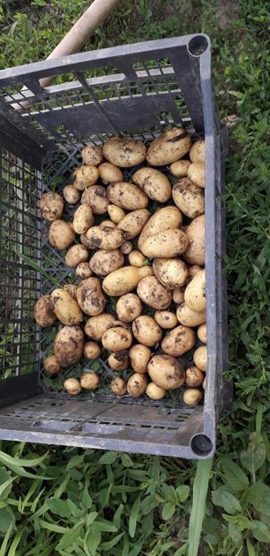 IMG-20190622-WA0006 - fructe 2019 iunie 26