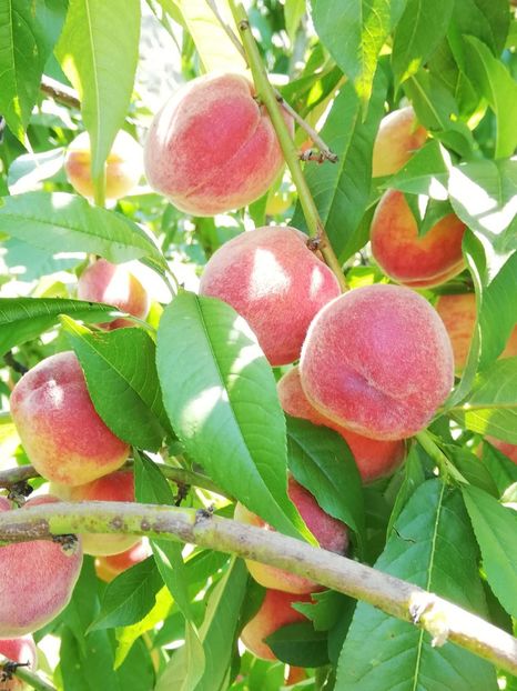 IMG-20190626-WA0001 - fructe 2019 iunie 26