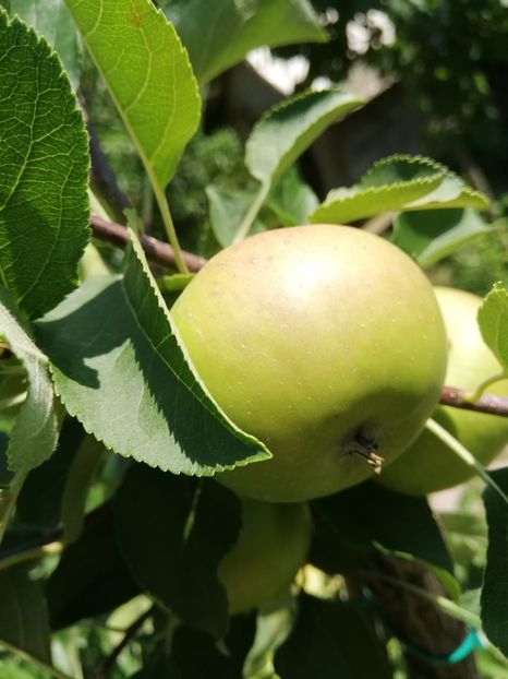 IMG-20190626-WA0002 - fructe 2019 iunie 26