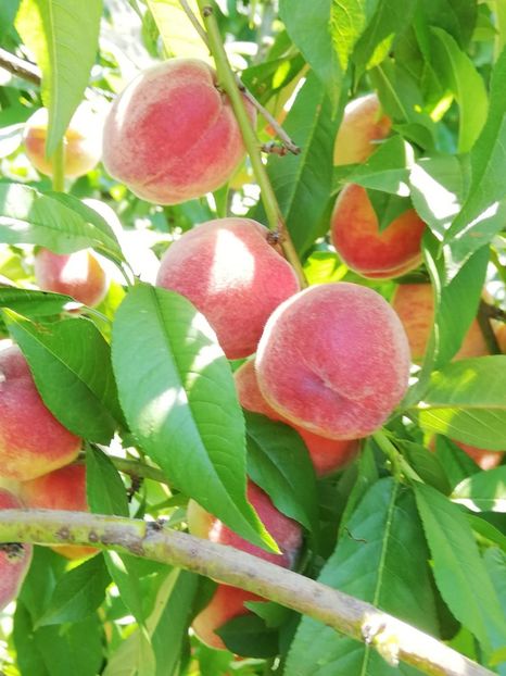 IMG-20190626-WA0003 - fructe 2019 iunie 26