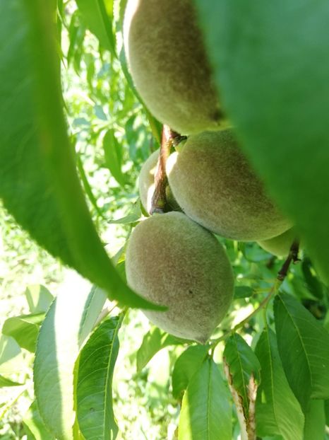 IMG-20190626-WA0005 - fructe 2019 iunie 26