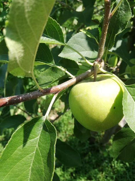 IMG-20190626-WA0007 - fructe 2019 iunie 26