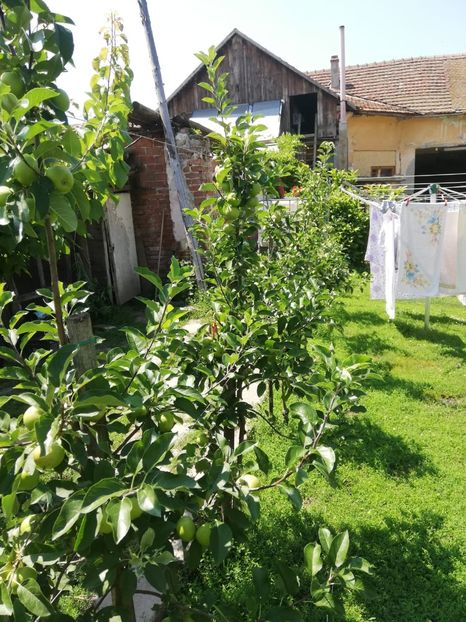 IMG-20190626-WA0008 - fructe 2019 iunie 26