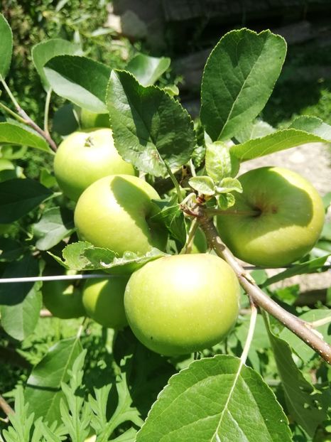 IMG-20190626-WA0009 - fructe 2019 iunie 26