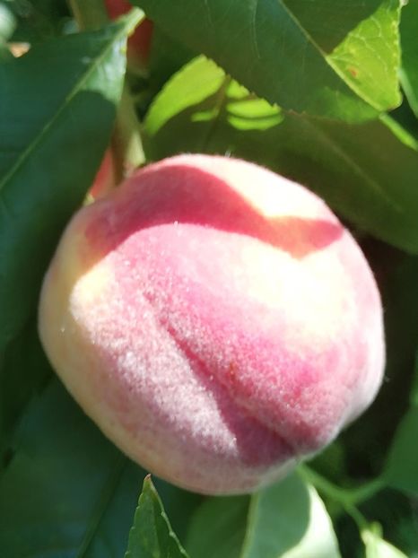 IMG-20190626-WA0012 - fructe 2019 iunie 26