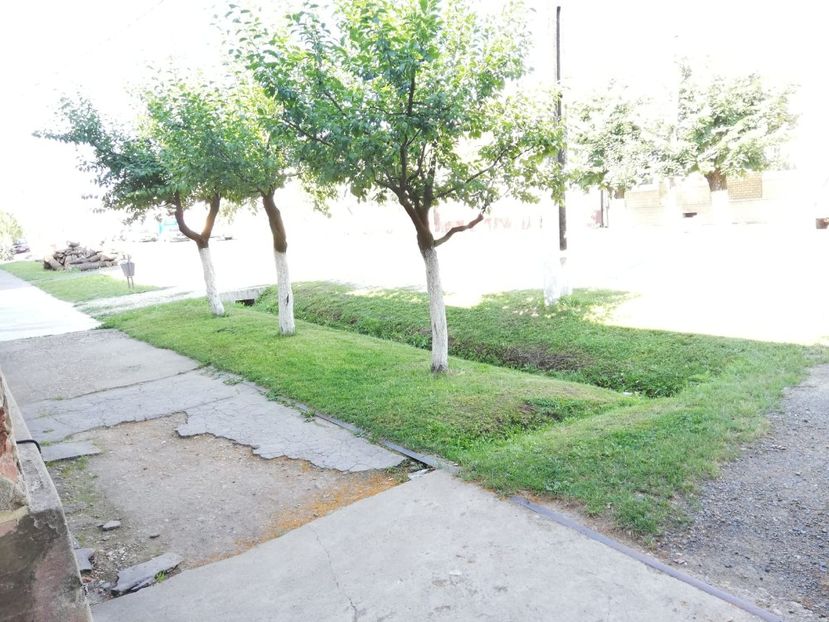 IMG-20190626-WA0013 - fructe 2019 iunie 26