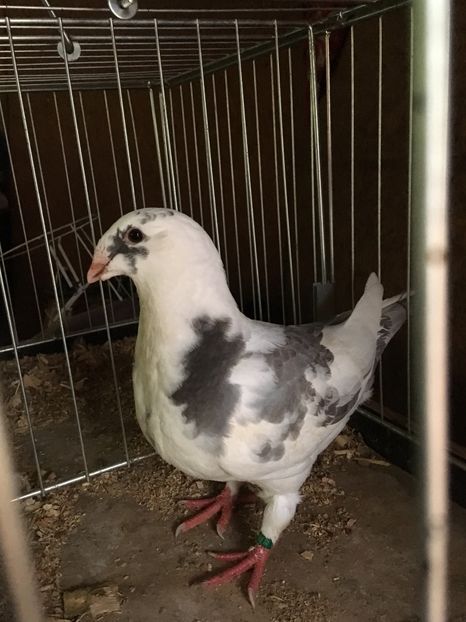 D19DF761-CEB1-4B6E-AA68-E47FE9E3A831 - Pui g homer 2019