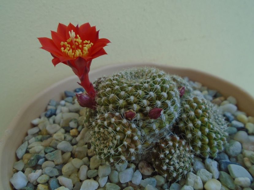 Rebutia krainziana - Cactusi 2019 bis