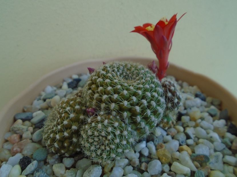 Rebutia krainziana - Cactusi 2019 bis