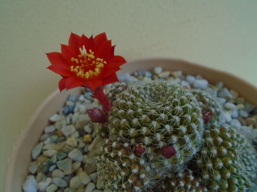 Rebutia krainziana - Cactusi 2019 bis