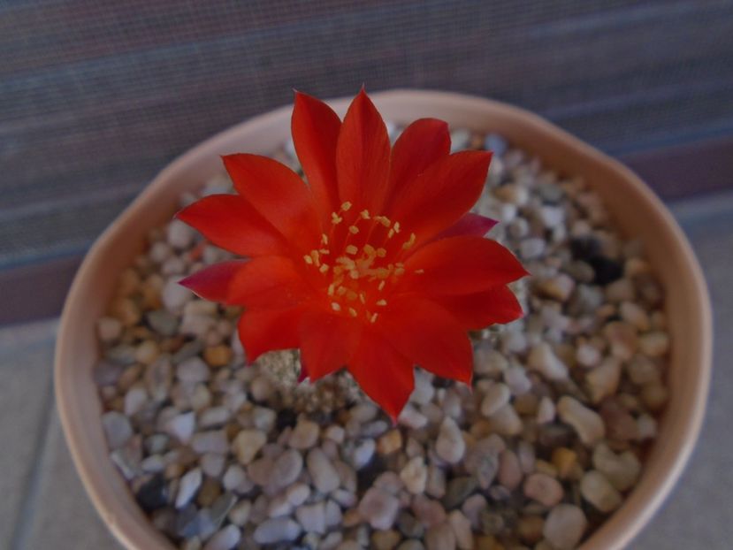 Rebutia krainziana - Cactusi 2019 bis