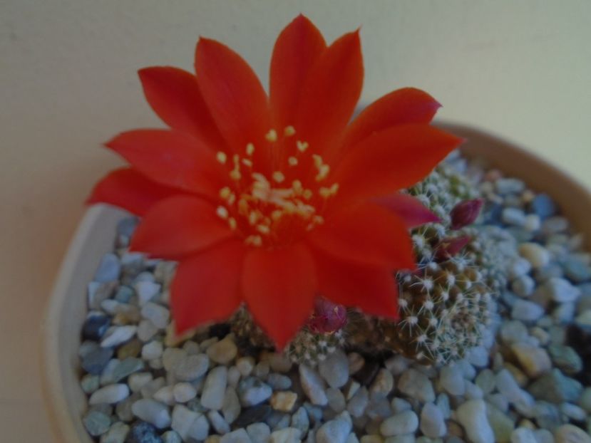 Rebutia krainziana - Cactusi 2019 bis
