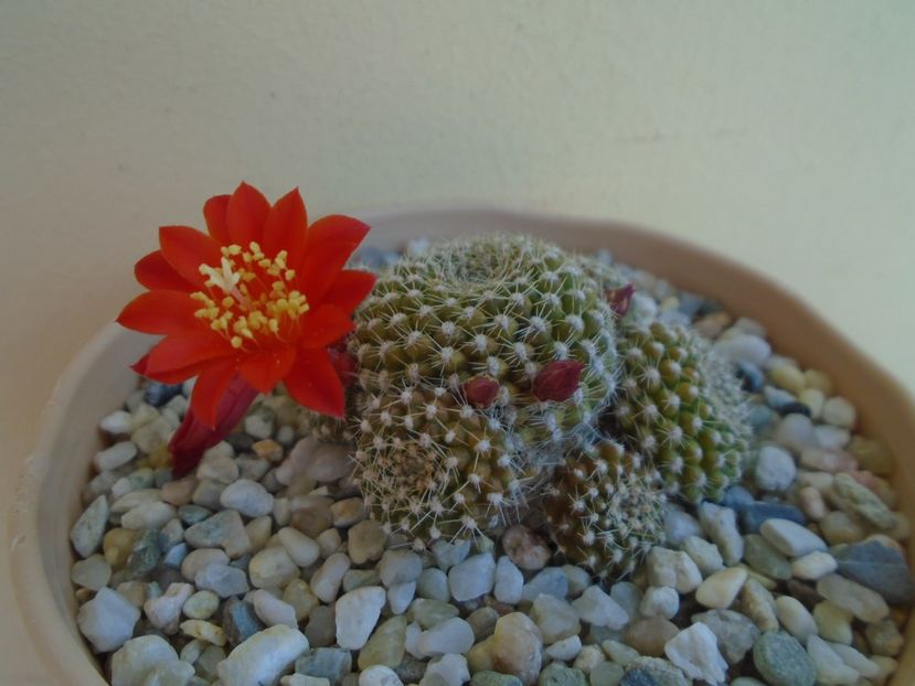 Rebutia krainziana - Cactusi 2019 bis
